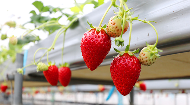 特産品のイチゴ